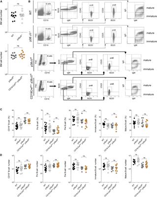 Frontiers | B Cell Development And T-Dependent Antibody Response Are ...